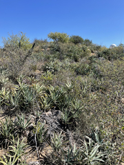 Agave capensis