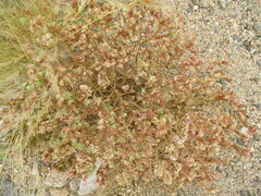 Euphorbia phylloclada image