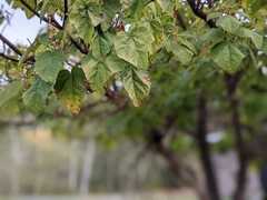 Catalpa bignonioides