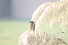 Oriturus superciliosus