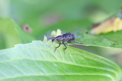 Megalometis spinifer