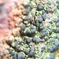 Scoliciosporum umbrinum