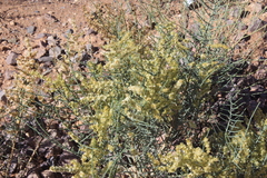 Haloxylon scoparium
