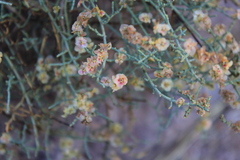 Haloxylon scoparium