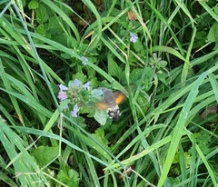 Macroglossum stellatarum