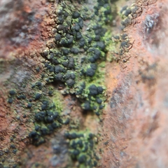 Scoliciosporum umbrinum