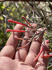 Psittacanthus sonorae