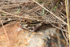 Kassina senegalensis