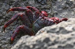 Grapsus adscensionis