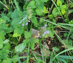 Macroglossum stellatarum