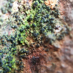 Scoliciosporum umbrinum