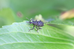 Megalometis spinifer