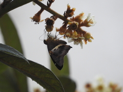 Aguna asander asander