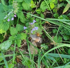 Macroglossum stellatarum