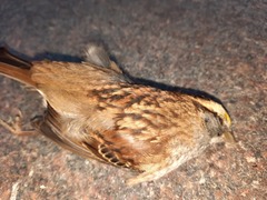 Zonotrichia albicollis