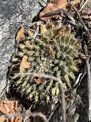 Mammillaria peninsularis