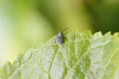 Systellorhynchus plumbicolor