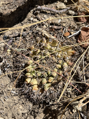 Mammillaria peninsularis