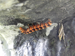 Nyctemera lacticinia