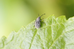Systellorhynchus plumbicolor