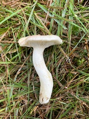 Clitocybe rivulosa