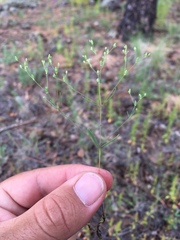 Drymaria leptophylla