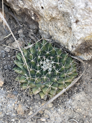 Mammillaria peninsularis