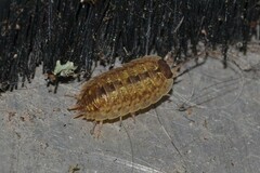 Porcellio monticola