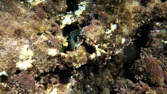 Ophioblennius atlanticus