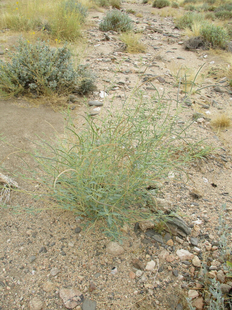 Sesbania pachycarpa (Sesbania pachycarpa)