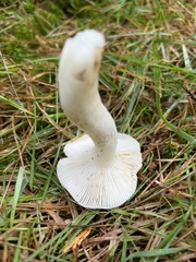Clitocybe rivulosa