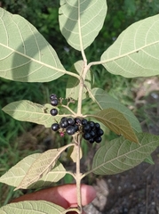 Callicarpa acuminata