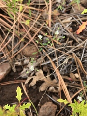 Drymaria leptophylla