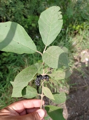 Callicarpa acuminata