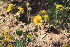 Verbesina encelioides