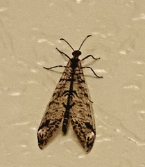 Dendroleon speciosus