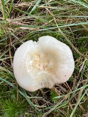 Clitocybe rivulosa