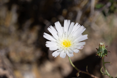 Calycoseris wrightii