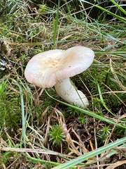 Clitocybe rivulosa