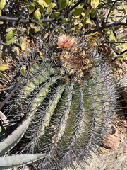 Ferocactus townsendianus
