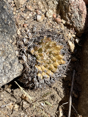 Mammillaria peninsularis