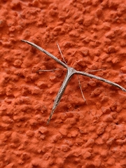 Emmelina monodactyla