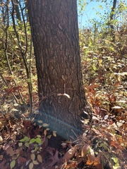 Quercus ellipsoidalis