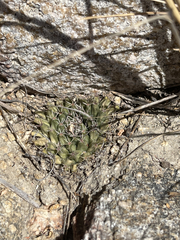 Mammillaria peninsularis