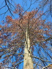 Quercus ellipsoidalis