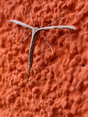 Emmelina monodactyla