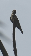 Contopus