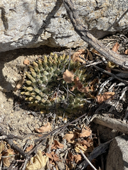 Mammillaria peninsularis