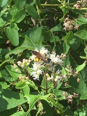 Dielis trifasciata