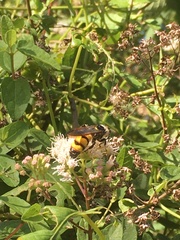 Dielis trifasciata